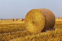 agricultural field with straw stacks Product Image 1