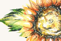 Sunflower clipart, sunflower watercolor clipart, floral Product Image 3