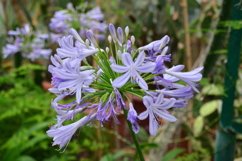 blooming flowers in the garden Product Image 1