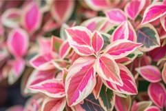 Vibrant pink variegated leaves pattern Product Image 1