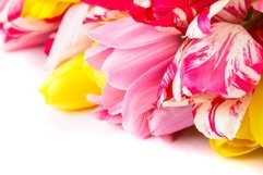 Colourful tulips closeup Product Image 1