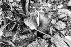 Big garden snail in shell crawling on wet road hurry home Product Image 20