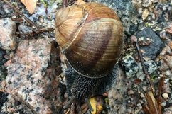Big garden snail in shell crawling on wet road hurry home Product Image 8