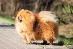 Cute dog spitz on nature Product Image 1