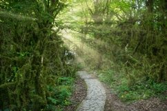 Natural landscape with trees overgrown with moss Product Image 1
