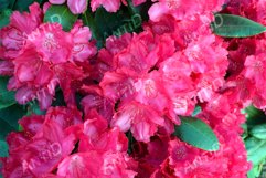 Bright pink rhododendrons in full bloom. Product Image 1