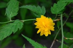 blooming flowers in the garden Product Image 1