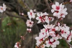 White beautiful flowers in the tree blooming Product Image 1