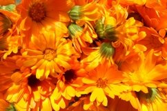 SET different blooming flowers with leaves in natural nature Product Image 2