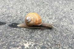 Big garden snail in shell crawling on wet road hurry home Product Image 29