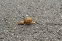 Big garden snail in shell crawling on wet road hurry home Product Image 9