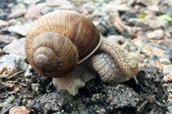 Big garden snail in shell crawling on wet road hurry home Product Image 18