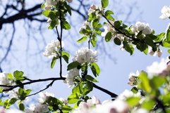 full-bloom fruit trees Product Image 1