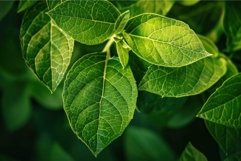 Sun shining through green leaves on a branch Product Image 1
