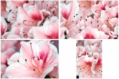40 Pink Flower Blossom Photographs Close Up Product Image 4