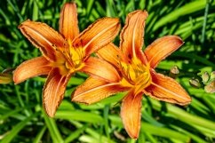 Fine wild growing flower on background meadow Product Image 1