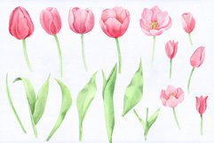 Pink Tulip Collection. Watercolor Product Image 2