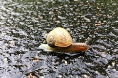 Big garden snail in shell crawling on wet road hurry home Product Image 14