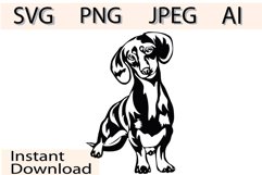 Dachsund dog/Dog Svg/Png/Jpg/Ai/Vector purebred breed/Pet Product Image 1
