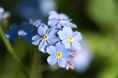 Beautiful blue wild flower.Macro. Product Image 1