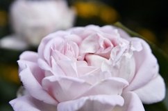 SET different blooming flowers with leaves in natural nature Product Image 18