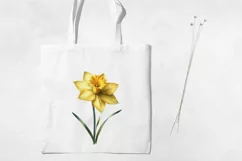 Birth Month Flowers Clipart, March Daffodil PNG. Product Image 3