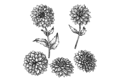 dahlia set sketch hand drawn Product Image 1