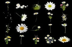 100 DAISIES TRANSPARENT PNG FILES, ANIMAL PHOTOSHOP OVERLAYS Product Image 5