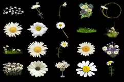 100 DAISIES TRANSPARENT PNG FILES, ANIMAL PHOTOSHOP OVERLAYS Product Image 4