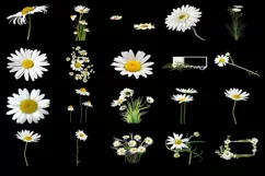 100 DAISIES TRANSPARENT PNG FILES, ANIMAL PHOTOSHOP OVERLAYS Product Image 3