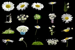 100 DAISIES TRANSPARENT PNG FILES, ANIMAL PHOTOSHOP OVERLAYS Product Image 2