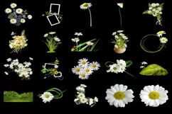 100 DAISIES TRANSPARENT PNG FILES, ANIMAL PHOTOSHOP OVERLAYS Product Image 6