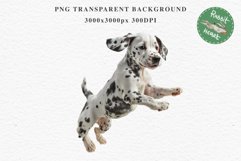 Dalmatian Cute Puppy Baby Dog in Basket Animals Clipart PNG Watercolor  Transparent Print for invitation t-shirt designs sublimation kids printable digital watercolor Baby dog png, watercolor Dalmatian puppy clipart, sublimation nursery drawing