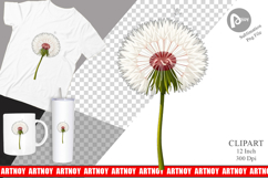 Spring Dandelion Clipart Product Image 1
