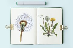 Watercolor Dandelion Life Cycle Set Product Image 3