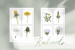 Watercolor Dandelion Life Cycle Set Product Image 5