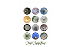 Dandelion Digital Collage Sheet, Dandelions Printable Circle Product Image 2