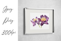 Botanical watercolor of dark purple peony flowers Product Image 2