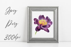 Botanical watercolor of dark purple peony flowers Product Image 4