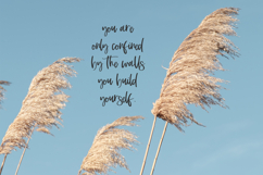 Dashwood Script Product Image 5