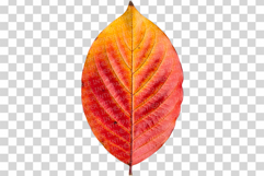 Autumn leaves Photo | fall foliage photography colorful leaf Product Image 9