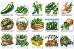 Jalapeno Pepper | Watercolor Vegetable Food Ingredient PNG Product Image 5