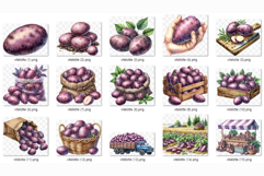 Vitelotte | Watercolor Purple Potato art Farm Harvest PNG Product Image 5