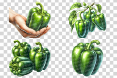 Green Bell Pepper | Watercolor Vegetable Fresh Organic PNG Product Image 2