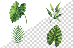 Tropical Green Leaves | Watercolor Botanical Foliage Clipart Product Image 2
