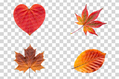 Autumn leaves Photo | fall foliage photography colorful leaf Product Image 2