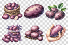 Vitelotte | Watercolor Purple Potato art Farm Harvest PNG Product Image 2