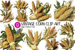 Watercolor Vintage Corn PNG | Corn Clip art Product Image 1