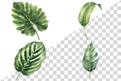 Tropical Green Leaves | Watercolor Botanical Foliage Clipart Product Image 3