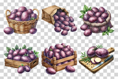Vitelotte | Watercolor Purple Potato art Farm Harvest PNG Product Image 3